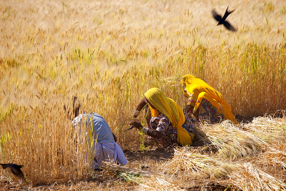 Barley crop being harvested by local agricultural workers in fields at Nimaj, Rajasthan, Northern India