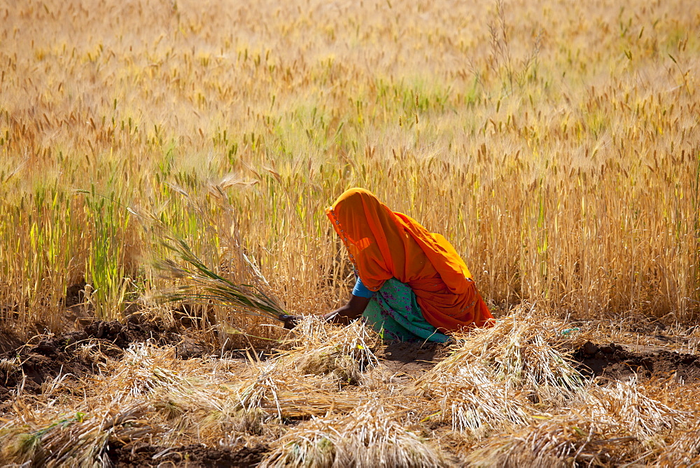 Barley crop being harvested by local agricultural workers in fields at Nimaj, Rajasthan, Northern India