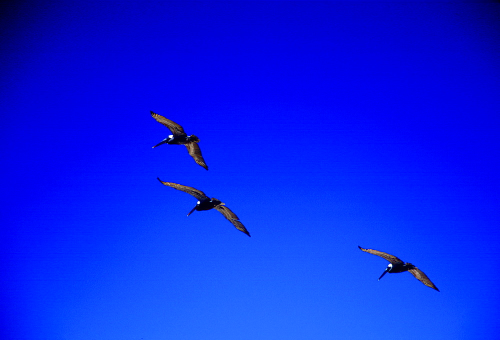 Three Brown Pelican birds  in flight in deep blue sky, Galapagos Islands, Ecuador