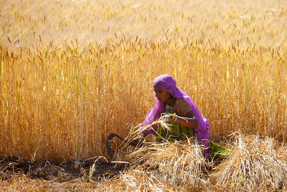 Barley crop being harvested by local agricultural worker in fields at Nimaj, Rajasthan, Northern India