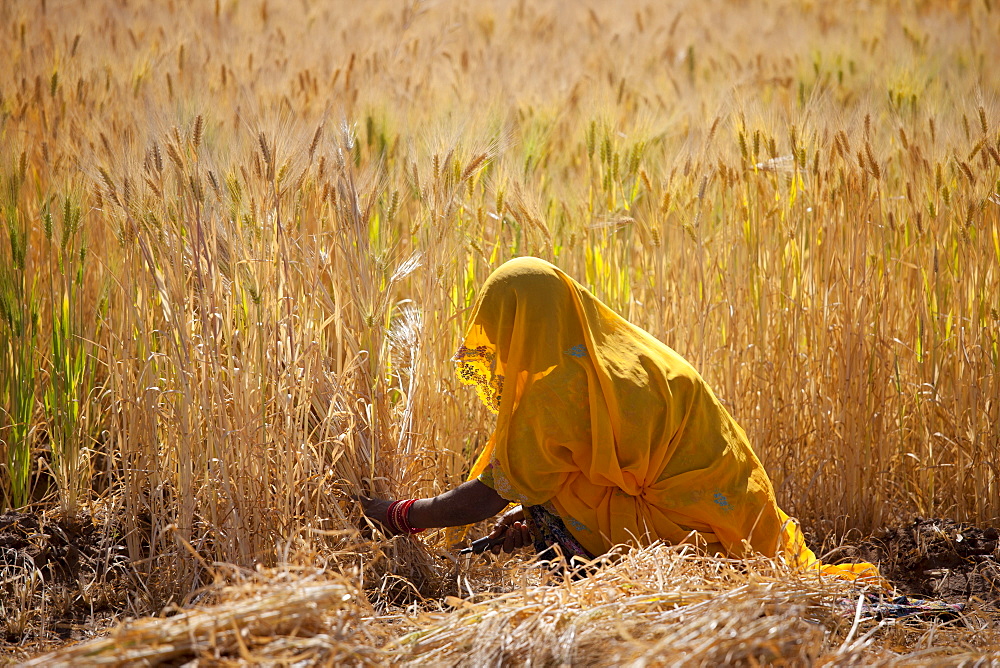 Barley crop being harvested by local agricultural worker in fields at Nimaj, Rajasthan, Northern India