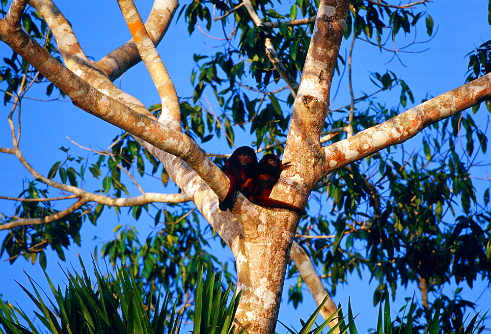 Red Howler monkeys in the fork of a tree at Lake Sandoval, Peruvian Rainforest, South America