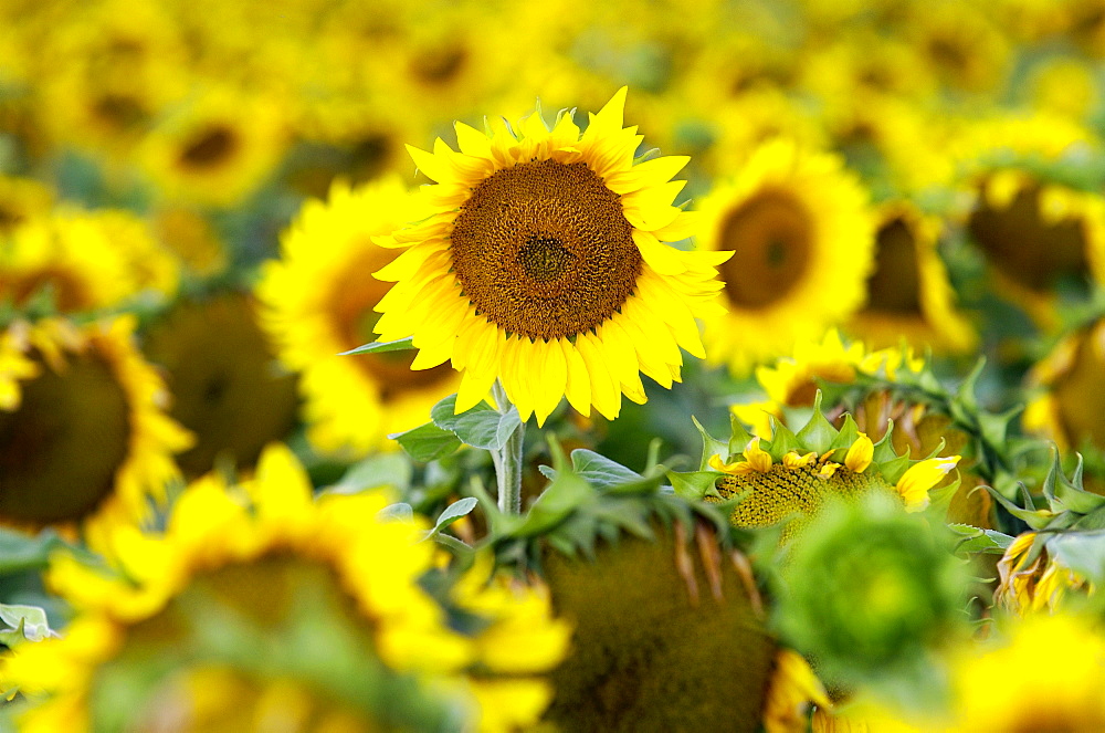 Sunflower plants in the Loire Valley in France