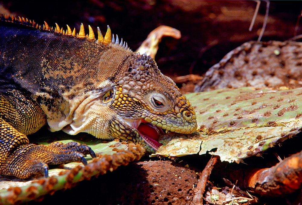 Land iguana camouflaged among cactus plants and feeding on leaf, Galapagos Islands, Ecuador