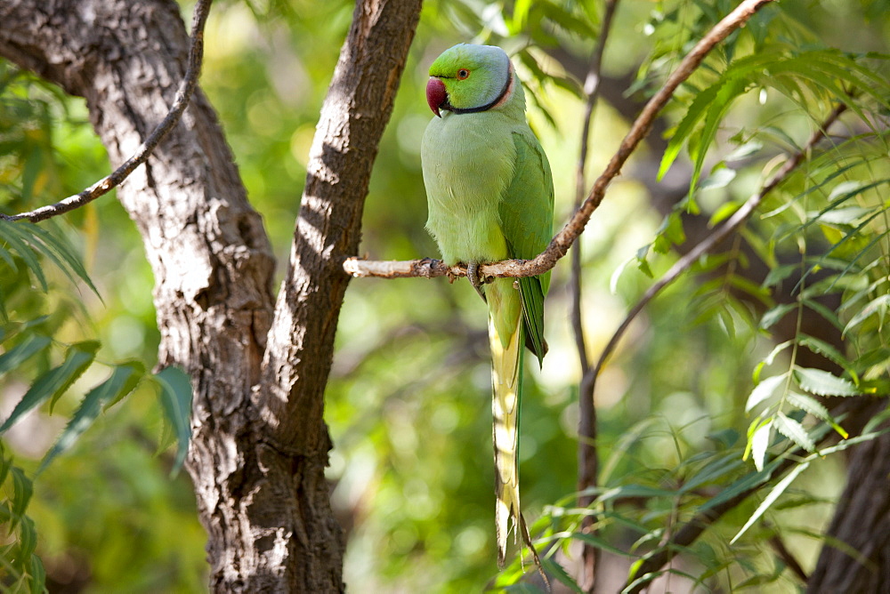 Indian Rose-Ringed Parakeet, Psittacula krameri, on tree branch in village of Nimaj, Rajasthan, Northern India