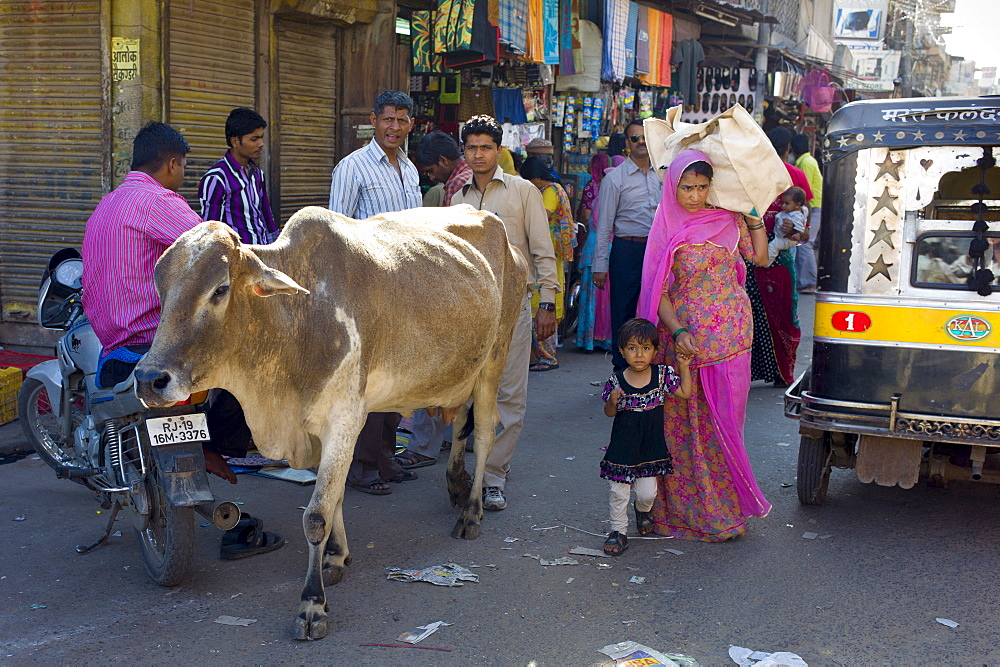 Crowded street scene cow roams among people at Sardar Market at Girdikot, Jodhpur, Rajasthan, Northern India