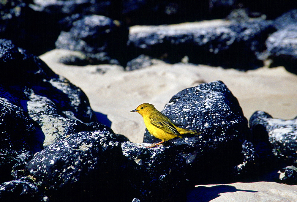 Yellow Warbler bird on rocks, Santa Cruz, the  Galapagos Islands, Ecuador