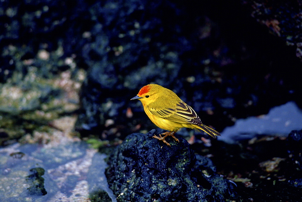 Yellow Warbler bird, Santa Cruz,  the Galapagos Islands, Ecuador