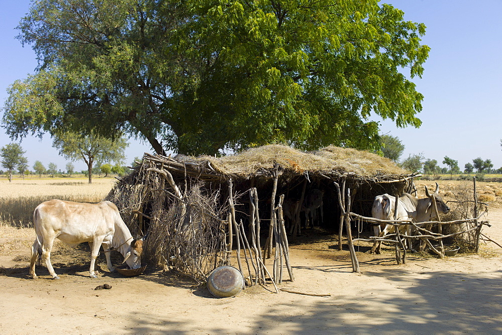 Cattle in shelter in Indian Bishnoi village near Rohet in Rajasthan, Northern India