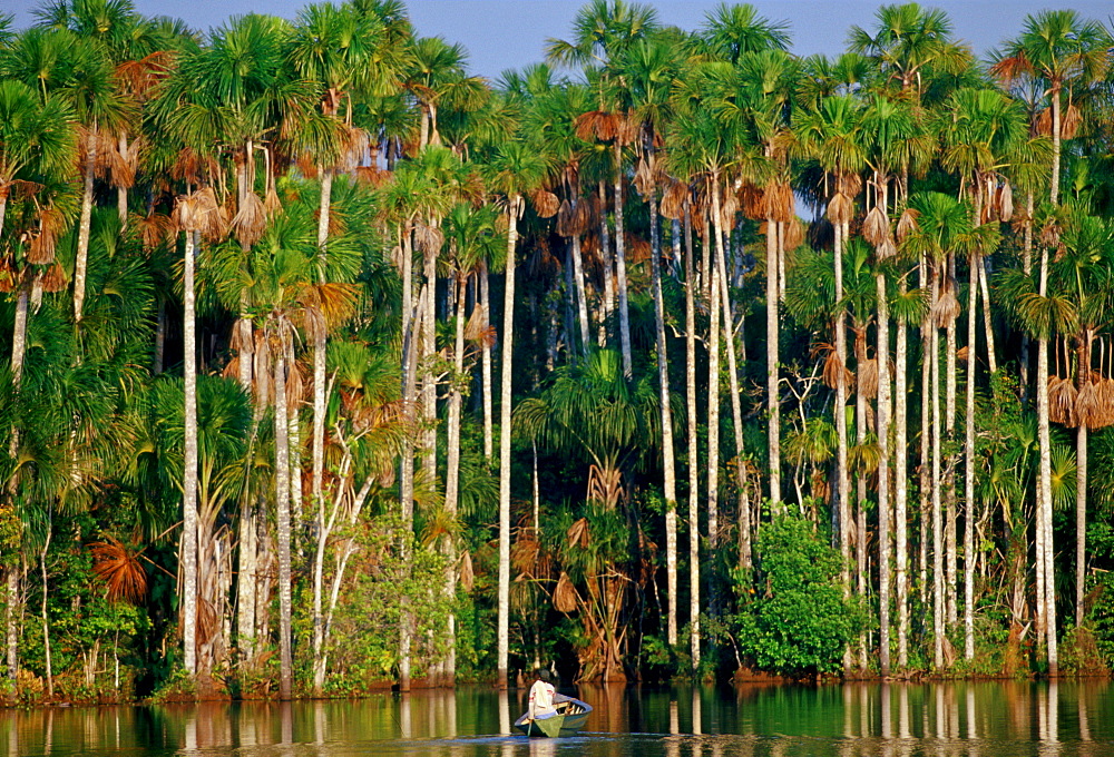 Man in a rowing boat on Lake Sandoval, Peruvian Rainforest, South America