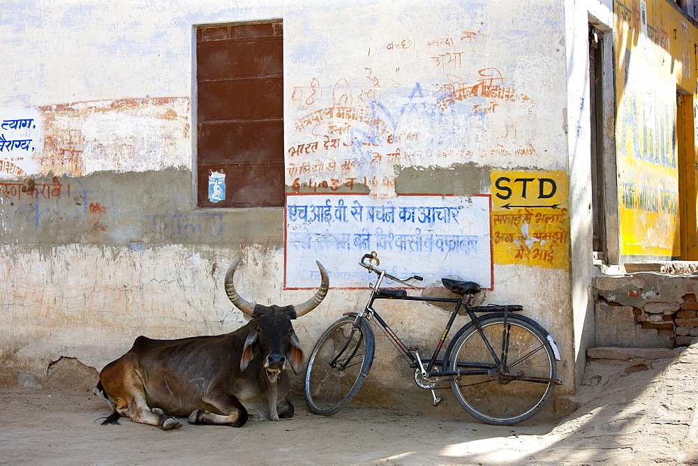 A bull lying near the Hindu Temple in Narlai village in Rajasthan, Northern India