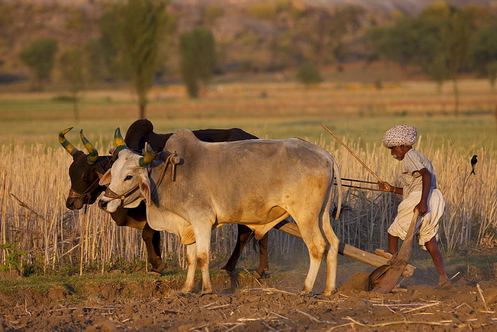 Farmer using pair of oxen to plough field for lentil crop in fields at Nimaj, Rajasthan, Northern India