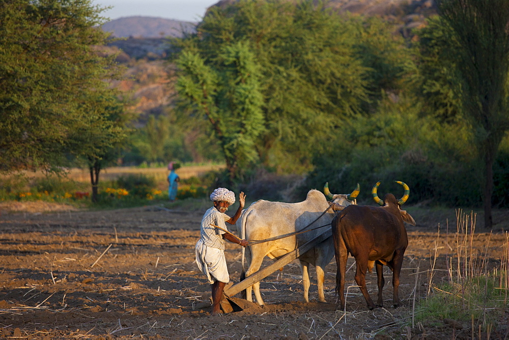 Farmer using pair of oxen to plough field for lentil crop in fields at Nimaj, Rajasthan, Northern India