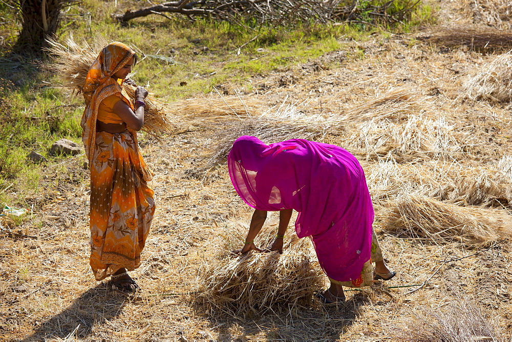 Women agricultural workers at Jaswant Garh in Rajasthan, Western India