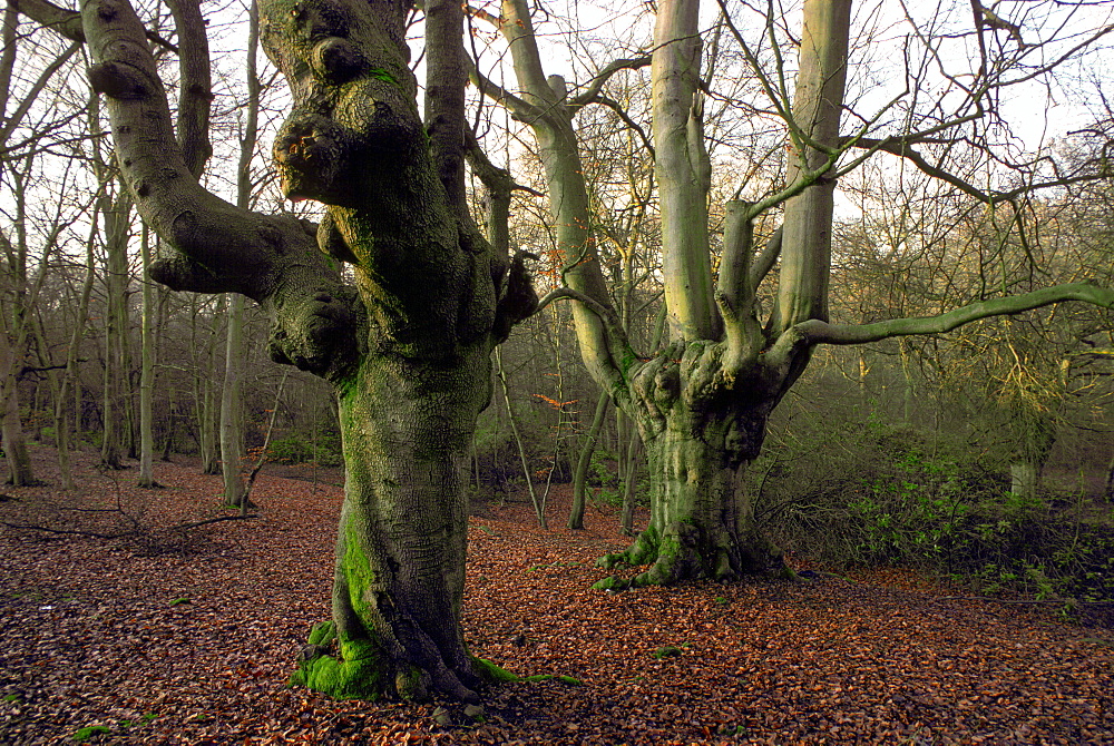 Knarled beech trees with bare branches surrounded by autumn leaves in Burnham Beeches forest  in Buckinghamshire, England