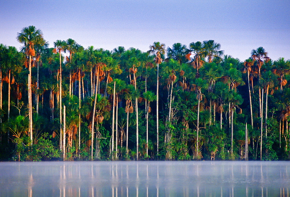 Palm trees at Lake Sandoval, Peruvian Rainforest, South America