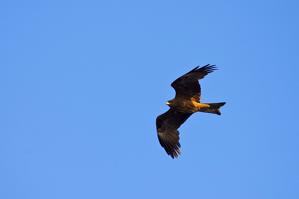 Indian Black Kite raptor bird, Milvus Migrans, in the sky above Lake Pichola in first light of early morning, Udaipur, Rajasthan, India