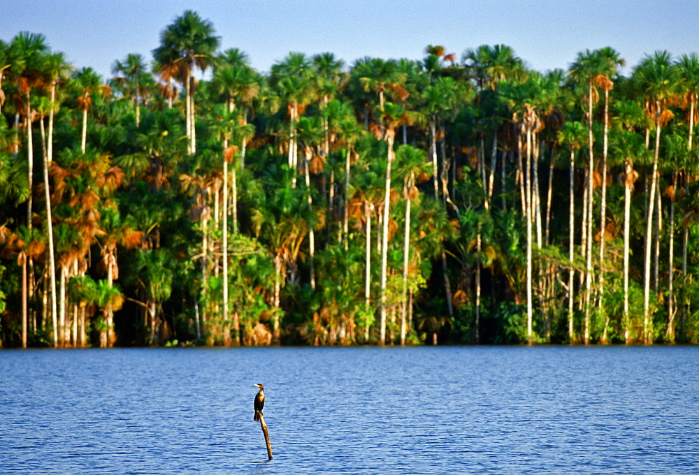 Cormorant bird perched on a branch in Lake Sandoval , Peruvian Rainforest, South America