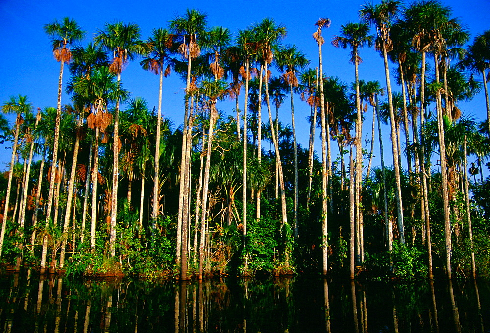 Palm trees at Lake Sandova, Peruvian Rainforest, South America