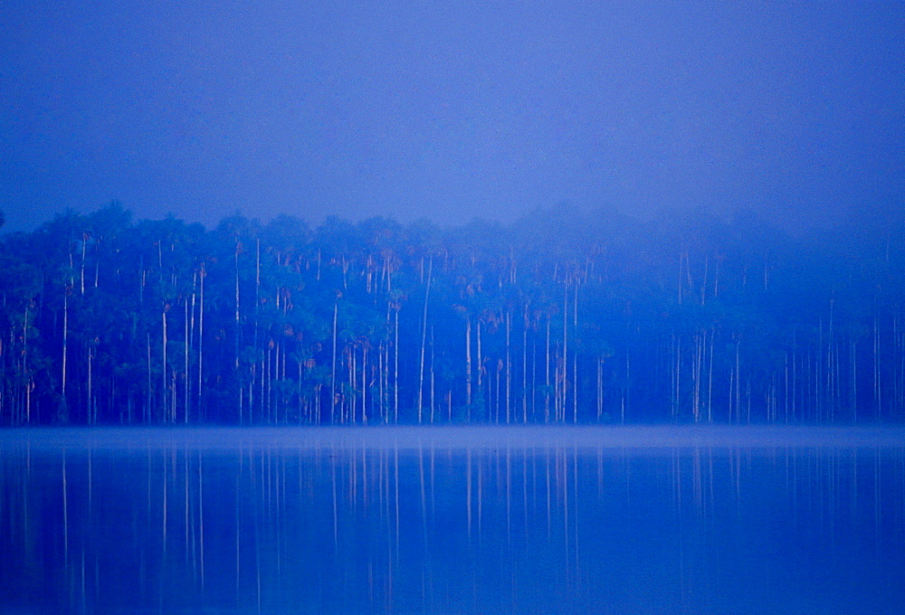 Lake Sandoval in the protected reserved zone Tambopata Peruvian Rainforest, South America