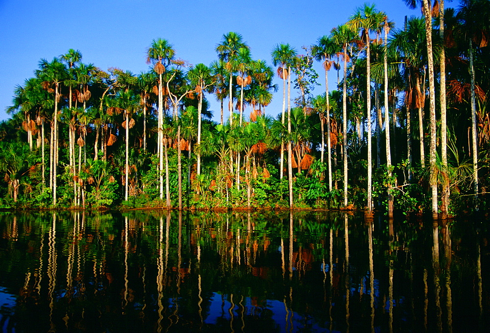 Palm trees reflected in the waters of Lake Sandoval, Peruvian Rainforest, South America