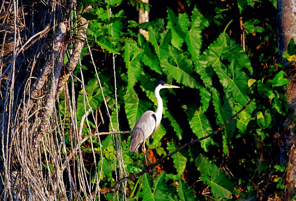 Heron at Lake Sandoval, Peruvian Rainforest, South America