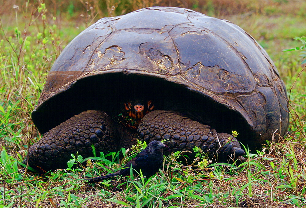 A giant tortoise feeding on leaves and a bird on the Galapagos Islands