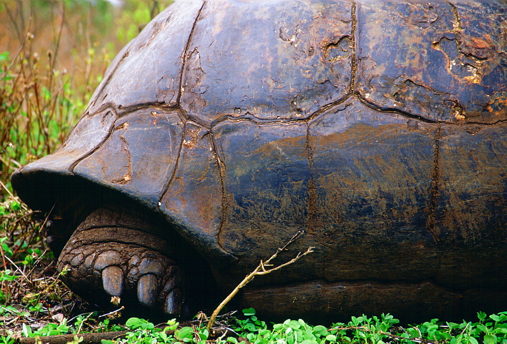 The back foot of a giant tortoise on the Galapagos Islands