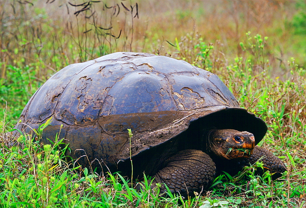 Giant tortoise feeding on leaves on the Galapagos Islands