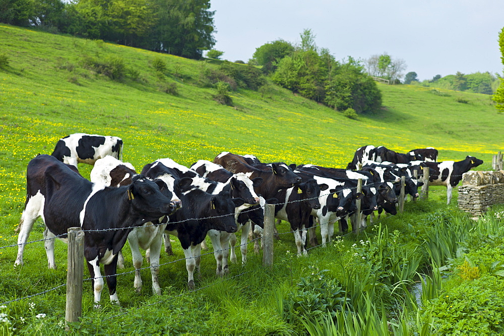 Young cows in meadow in The Cotswolds at Swinbrook, Oxfordshire, UK