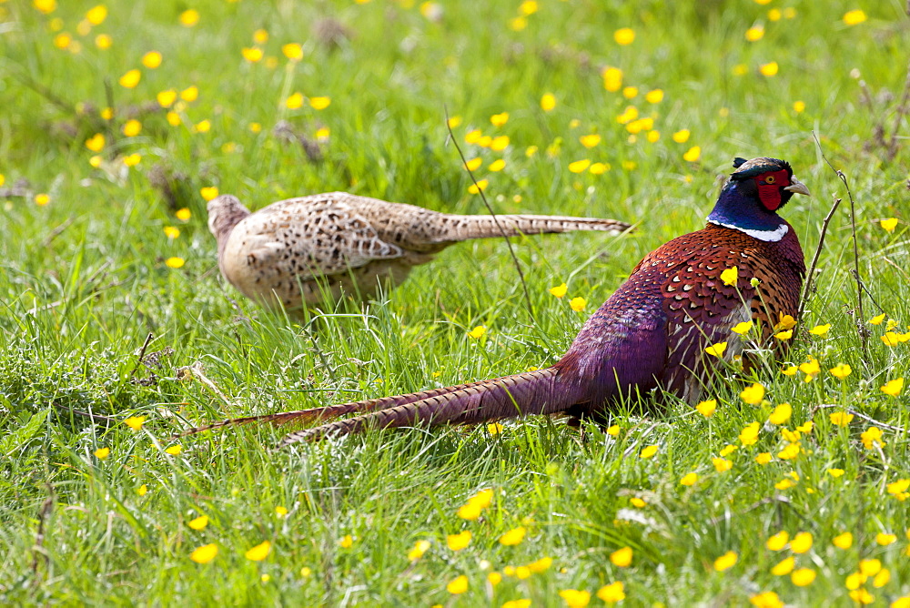 Male cock pheasant, Phasianus colchicus, and female hen pheasant in meadow in The Cotswolds, Oxfordshire, UK