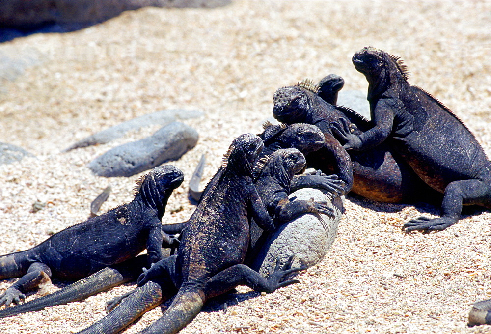 Marine iguanas on the beach, Galapagos Islands, Ecuador