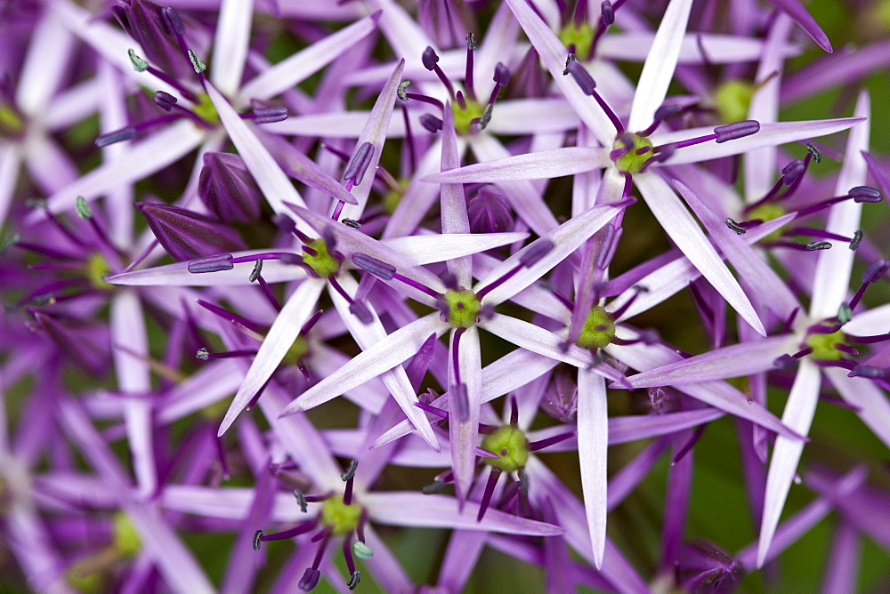 Allium Flower in The Cotswolds, UK