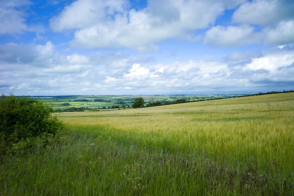 Barley cereal crop and landscape, Oxfordshire, The Cotswolds, UK