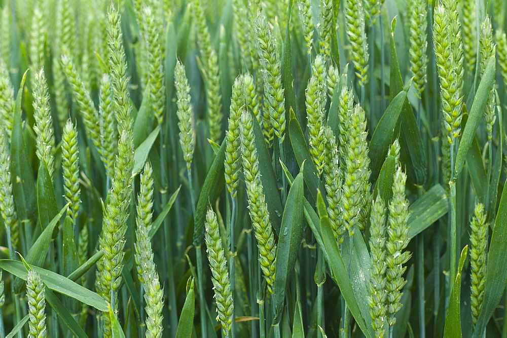 Wheat field cereal crop in The Cotswolds, Oxfordshire, UK