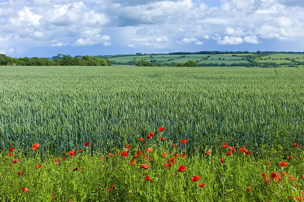 Set-aside margin of wildflowers for wildlife habitat by wheat field in The Cotswolds, Oxfordshire, UK