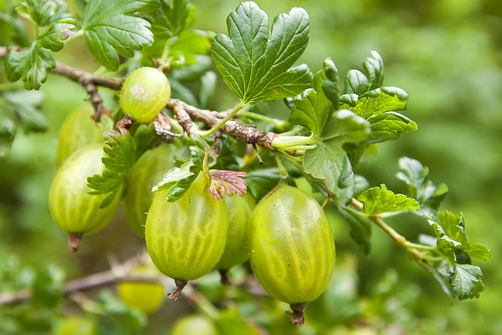 Gooseberries, Ribes grossularia,  in English cottage garden in Swinbrook in The Cotswolds, Oxfordshire, UK