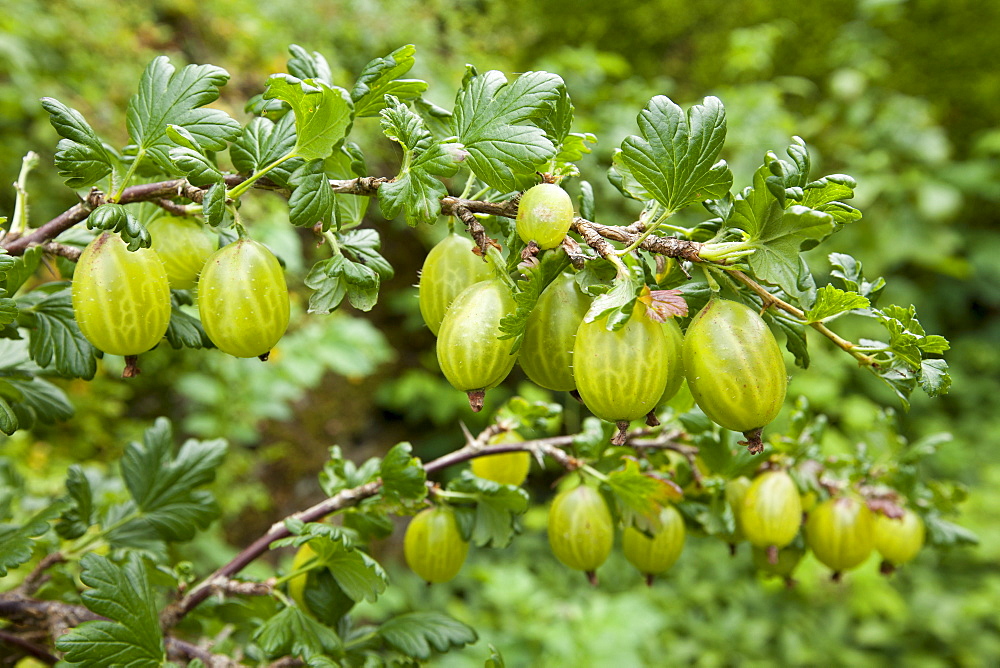 Gooseberries, Ribes grossularia,  in English cottage garden in Swinbrook in The Cotswolds, Oxfordshire, UK