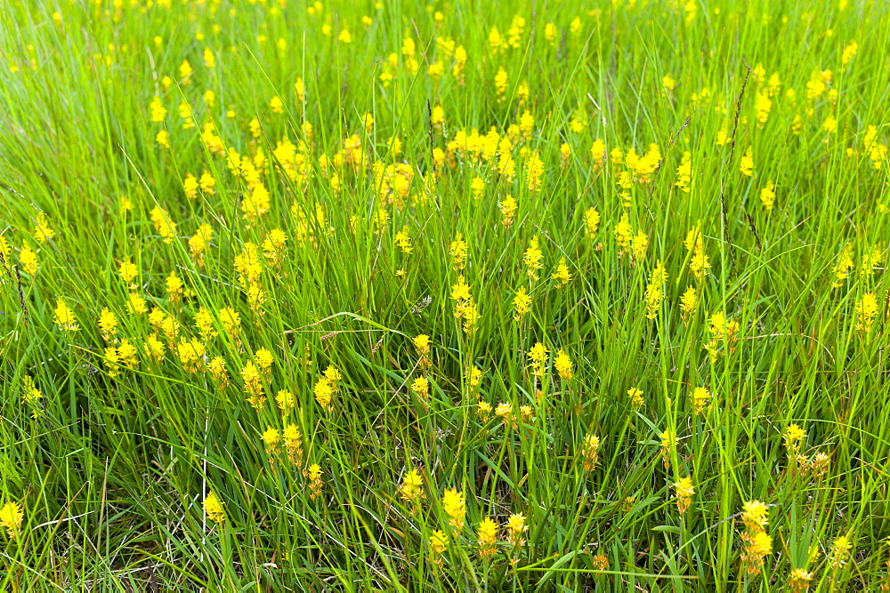 Bog Asphodel, Narthecium ossifragum,  on nature trail in lakeland countryside by Easedale in Lake District National Park, Cumbria, UK