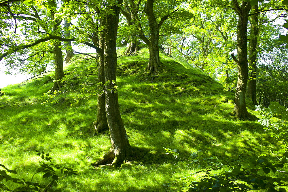 Oak trees in woodland at Furness Fells in Lake District National Park, Cumbria, UK