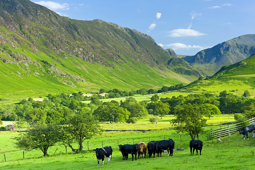 Cattle in pastureland by Maiden Moor in Derwent Fells, Cumbrian mountains near Derwentwater in Lake District National Park, UK