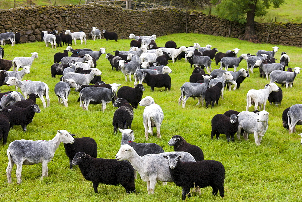 Herdwick sheep and lambs at Westhead Farm by Thirlmere in the Lake District National Park, Cumbria, UK