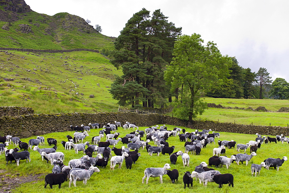 Herdwick sheep and lambs at Westhead Farm by Thirlmere in the Lake District National Park, Cumbria, UK