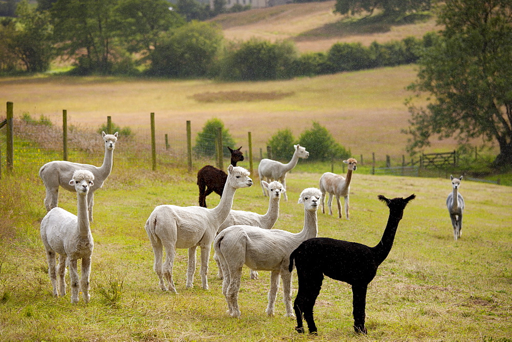 Alpacas at Town End Farm near Kendal in the Lake District National Park, Cumbria, UK