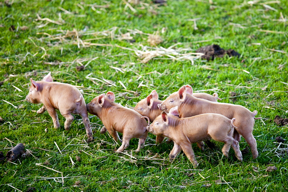 Tamworth piglets at the Cotswold Farm Park at Guiting Power in the Cotswolds, Gloucestershire, UK