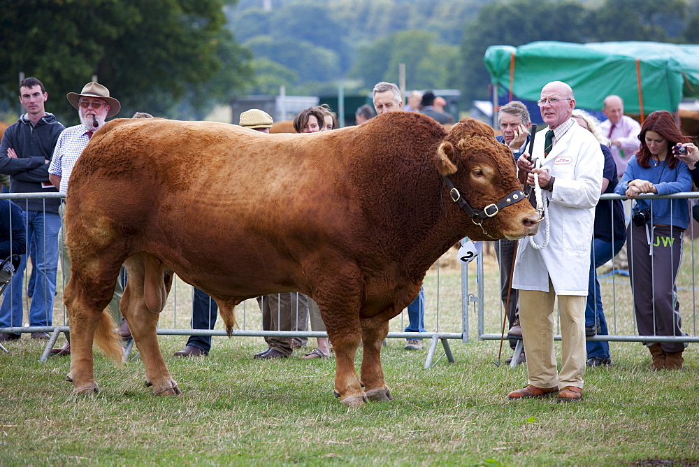 South Devon bull at Moreton Show, agricultural event in Moreton-in-the-Marsh Showground, The Cotswolds, Gloucestershire, UK