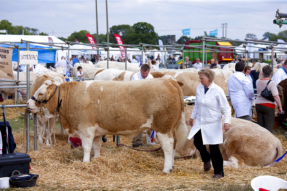 Pedigree British Simmental cows at Moreton Show, Moreton-in-the-Marsh Showground, The Cotswolds, Gloucestershire, UK