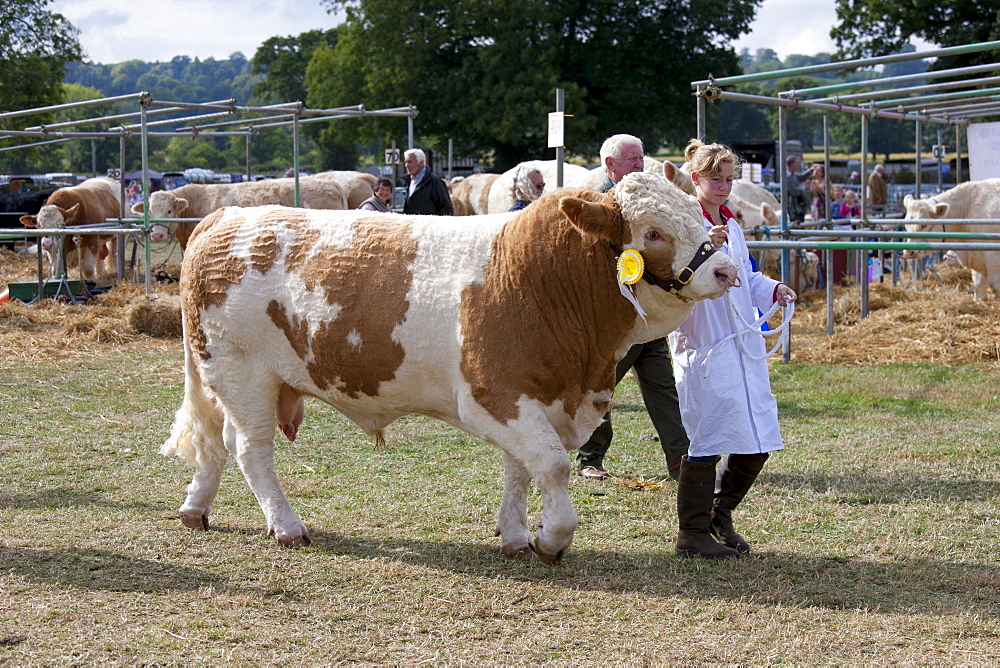 Champion British Simmental Bull with handler at Moreton Show, at Moreton-in-the-Marsh Showground, The Cotswolds, UK