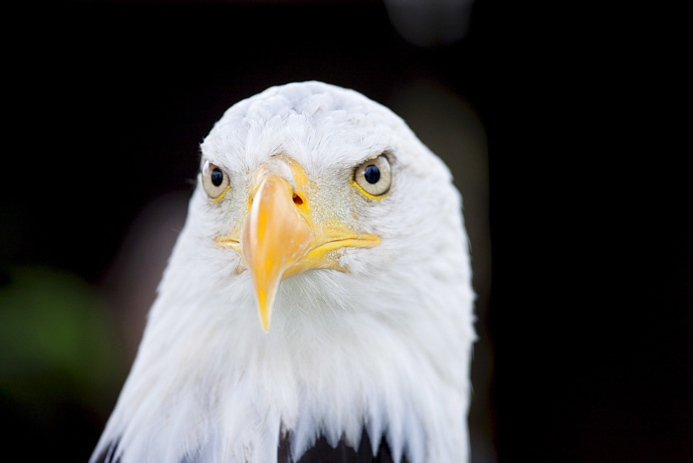 Bald eagle,  Haliaeetus leucocephalus, UK