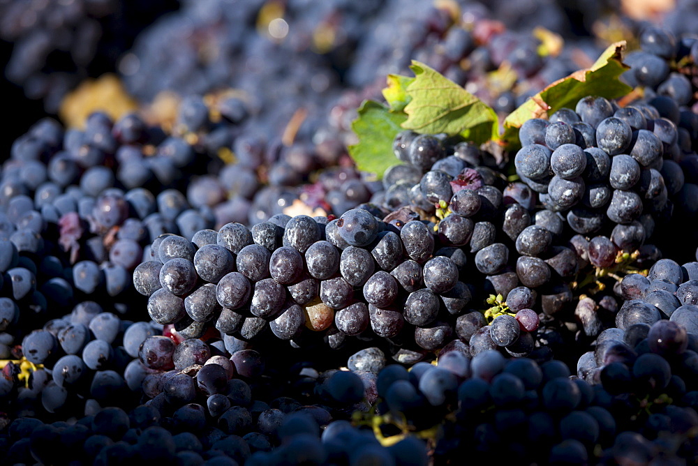 Sangiovese Chianti Classico grapes freshly-picked at Pontignano in Chianti region of Tuscany, Italy